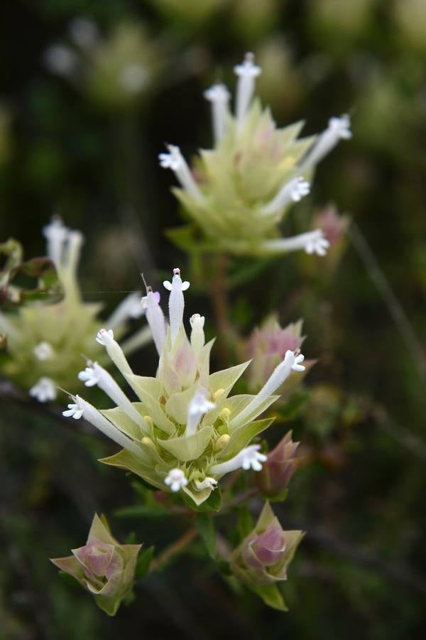 La aldea de Aledo sucumbe al paso del tiempo, devorada por el olvido y la vegetación.