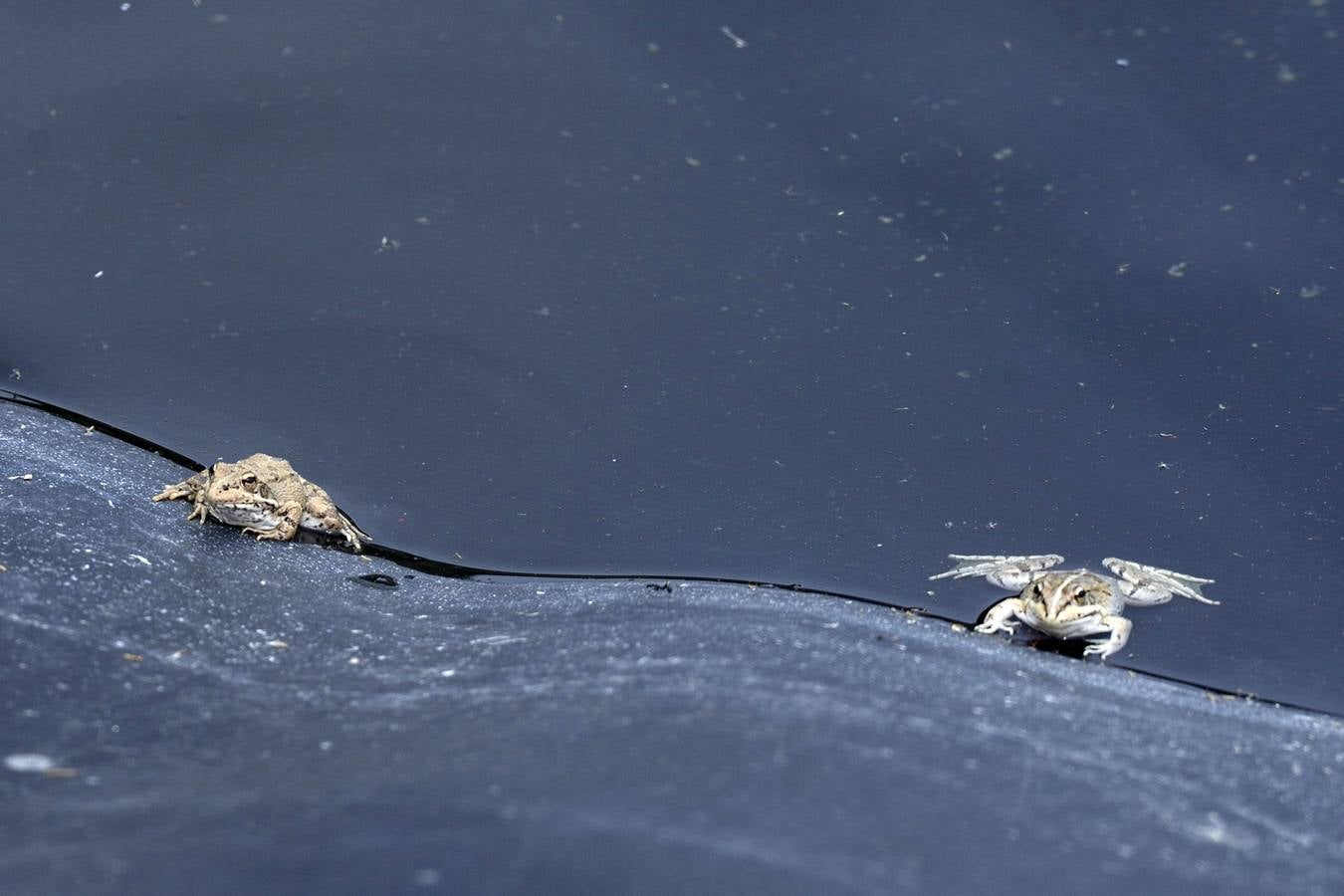 La aldea de Aledo sucumbe al paso del tiempo, devorada por el olvido y la vegetación.