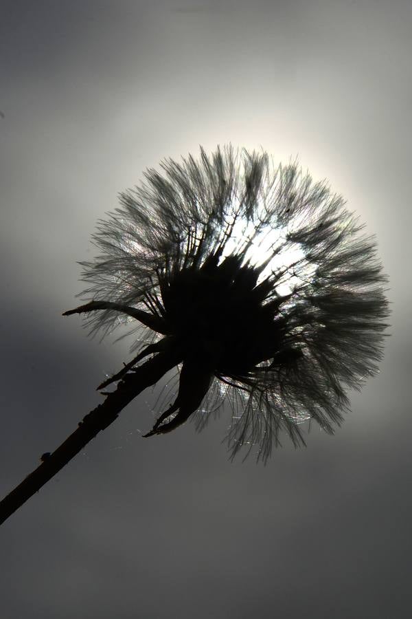 La aldea de Aledo sucumbe al paso del tiempo, devorada por el olvido y la vegetación.
