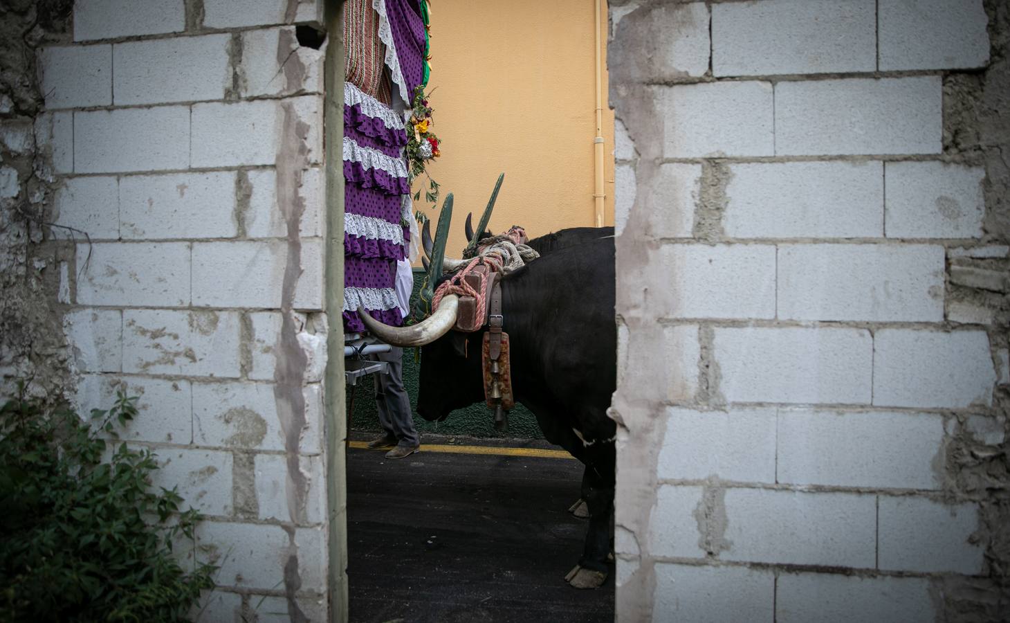 Cientos de personas participan en la romería de Pentecostés 2019, donde los peregrinos surcan los caminos hacia la aldea almonteña de El Rocío (Huelva) para honrar a la Virgen del Rocío.