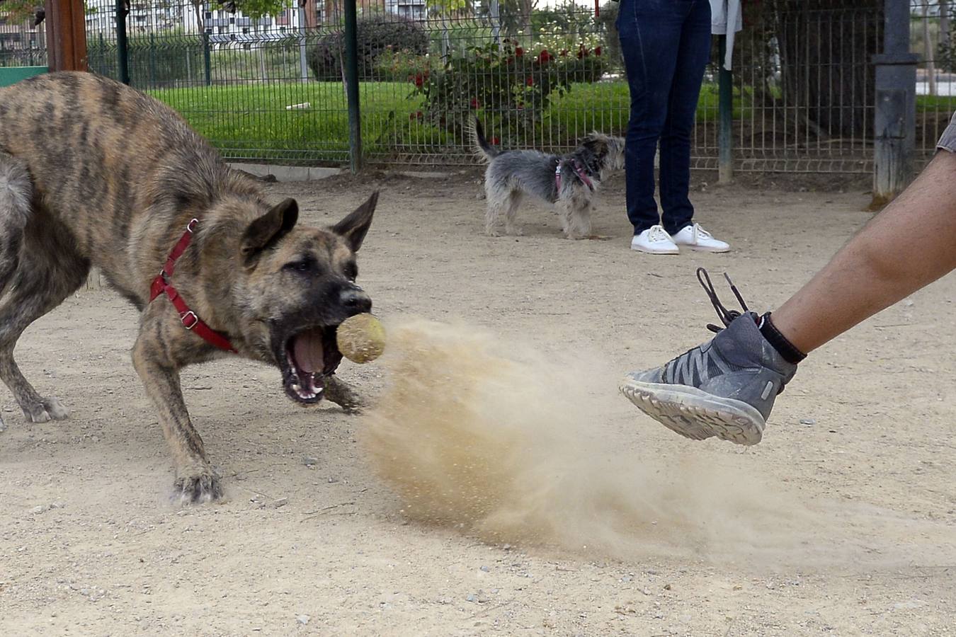 Los vecinos se quejan de la falta de limpieza y del tipo de tierra, que causa conjuntivitis a las mascotas 