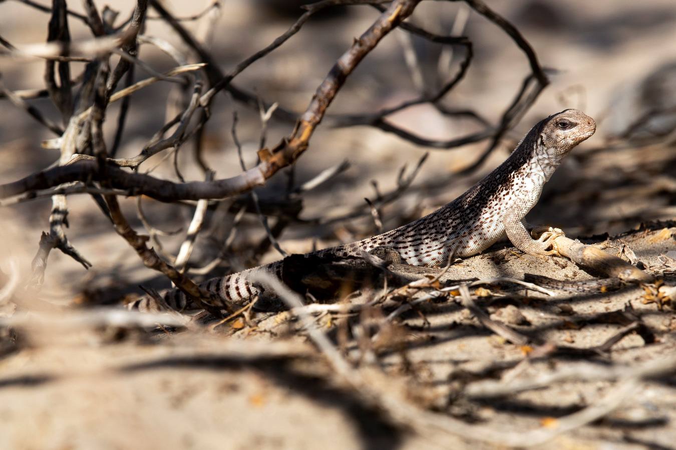 Una turista camina por las dunas de Mesquite, en el Valle de la Muerte, cercano a Furnace Creek, en California, Estados Unidos. El Valle de la Muerte atrajo a más de 1,65 millones de visitantes en 2018.