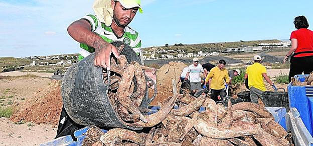 Un trabajador carga un remolque con decenas de cuernos desenterrados en una finca de Camposeven en la pedanía de Sucina. 