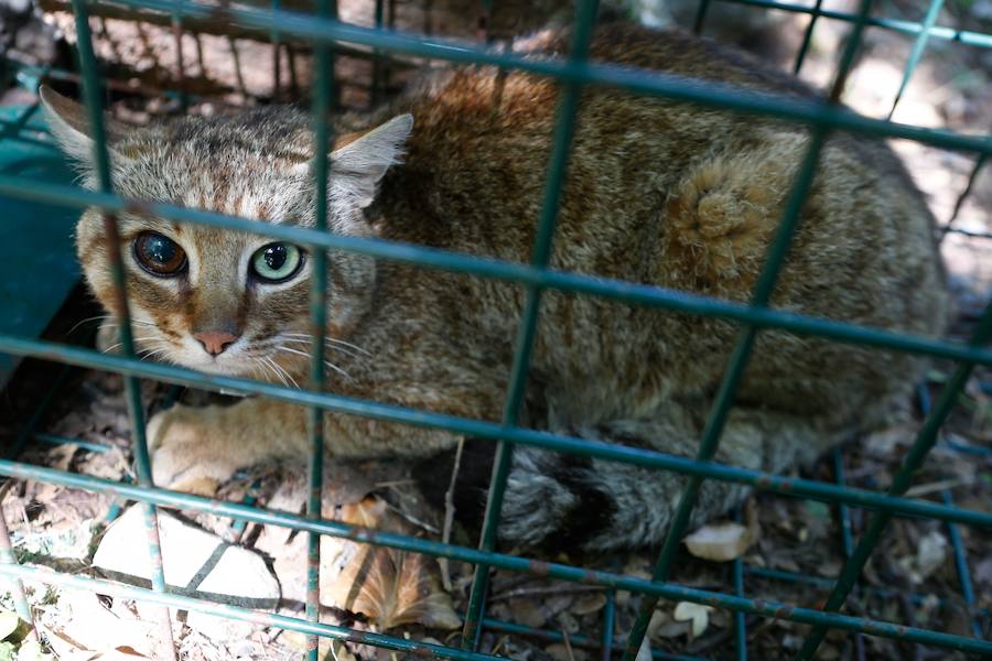 Descubren una nueva especie de felino en una zona montañosa de la isla francesa 