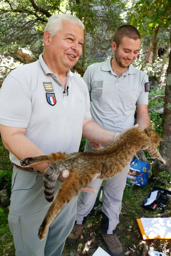 Descubren una nueva especie de felino en una zona montañosa de la isla francesa 