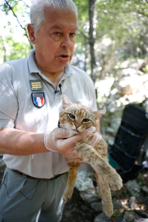 Descubren una nueva especie de felino en una zona montañosa de la isla francesa 