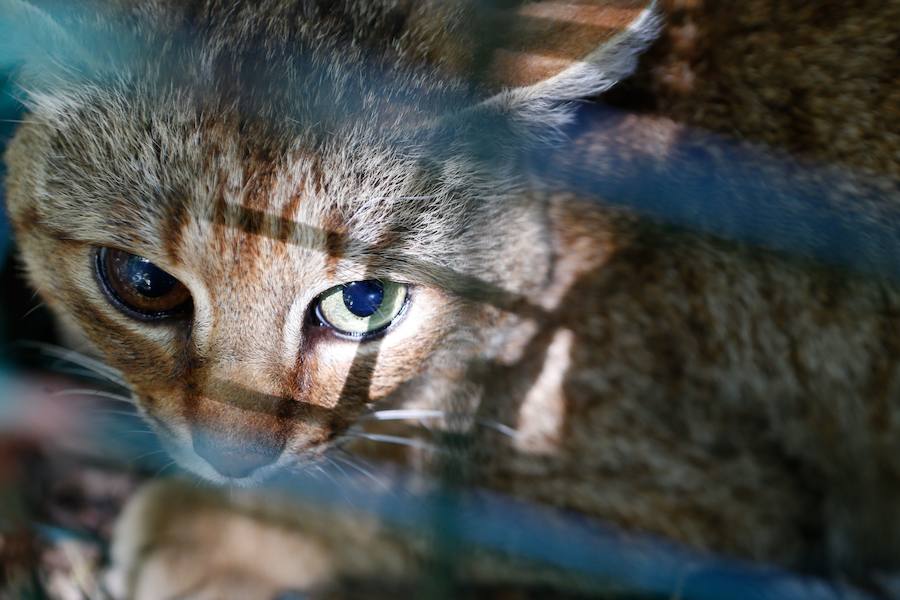 Descubren una nueva especie de felino en una zona montañosa de la isla francesa 