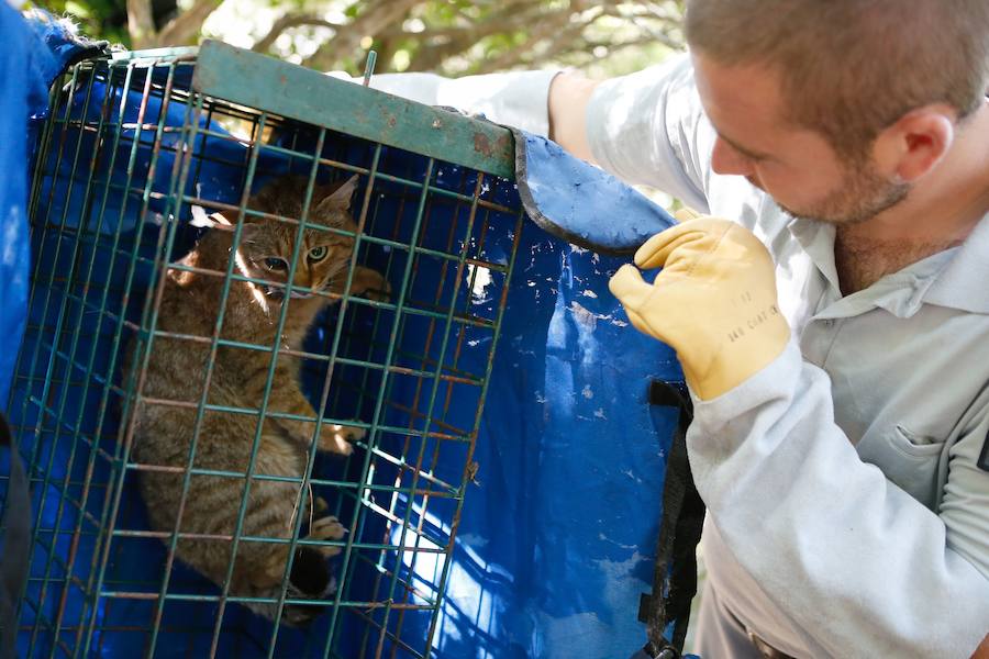 Descubren una nueva especie de felino en una zona montañosa de la isla francesa 