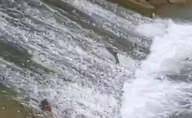 Barbos intentando remontar el río sin éxito en Murcia.