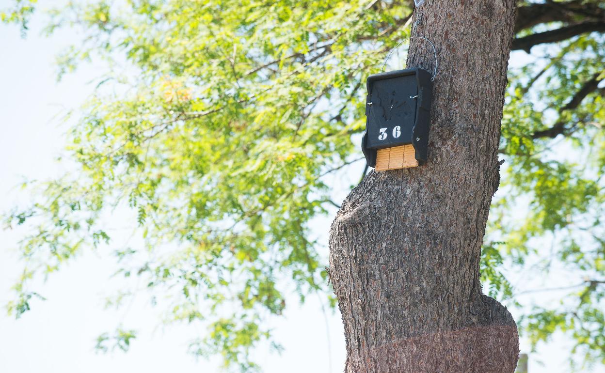 Una caja refugio para murciélagos instalada en un árbol.