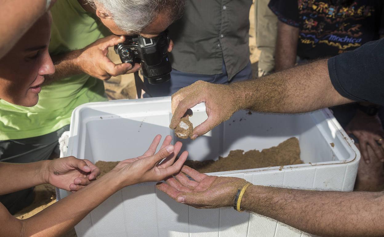 Uno de los 69 huevos puestos por una tortuga boba en Calblanque, durante su extracción del nido.