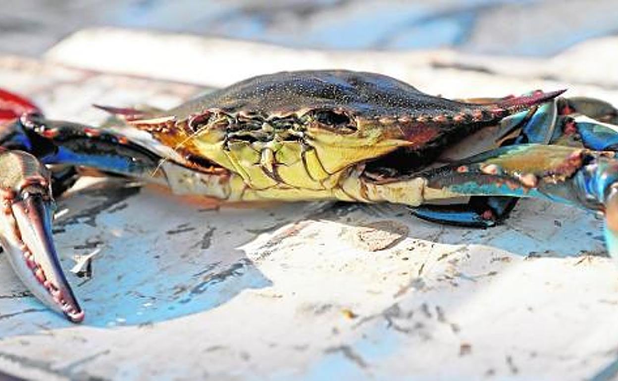 Un cangrejo azul recién pescado. 
