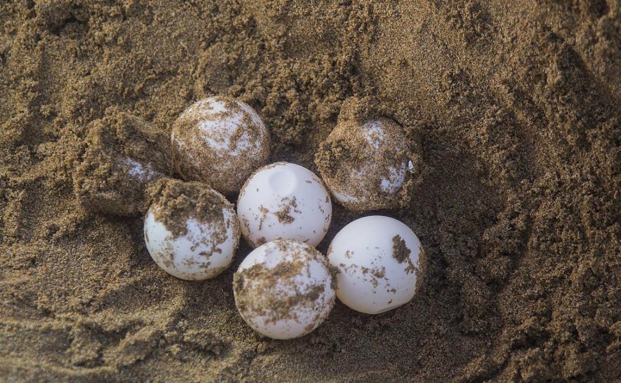 Huevos del último desove de tortuga boba en Calblanque, el pasado mes de julio.