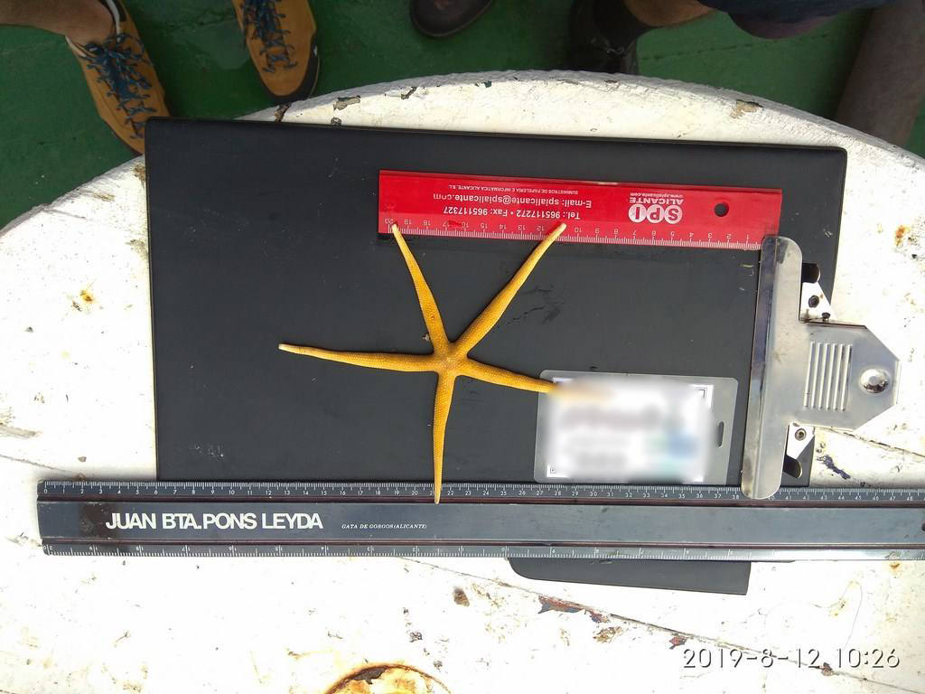 Científicos del IEO y de la Universidad de Alicante documentan la existencia de especies vulnerables en los montes submarinos de Torrevieja a Águilas para impulsar su protección