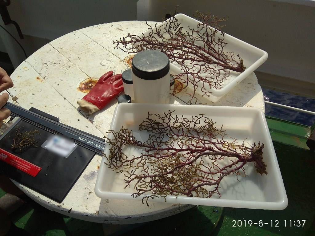 Científicos del IEO y de la Universidad de Alicante documentan la existencia de especies vulnerables en los montes submarinos de Torrevieja a Águilas para impulsar su protección