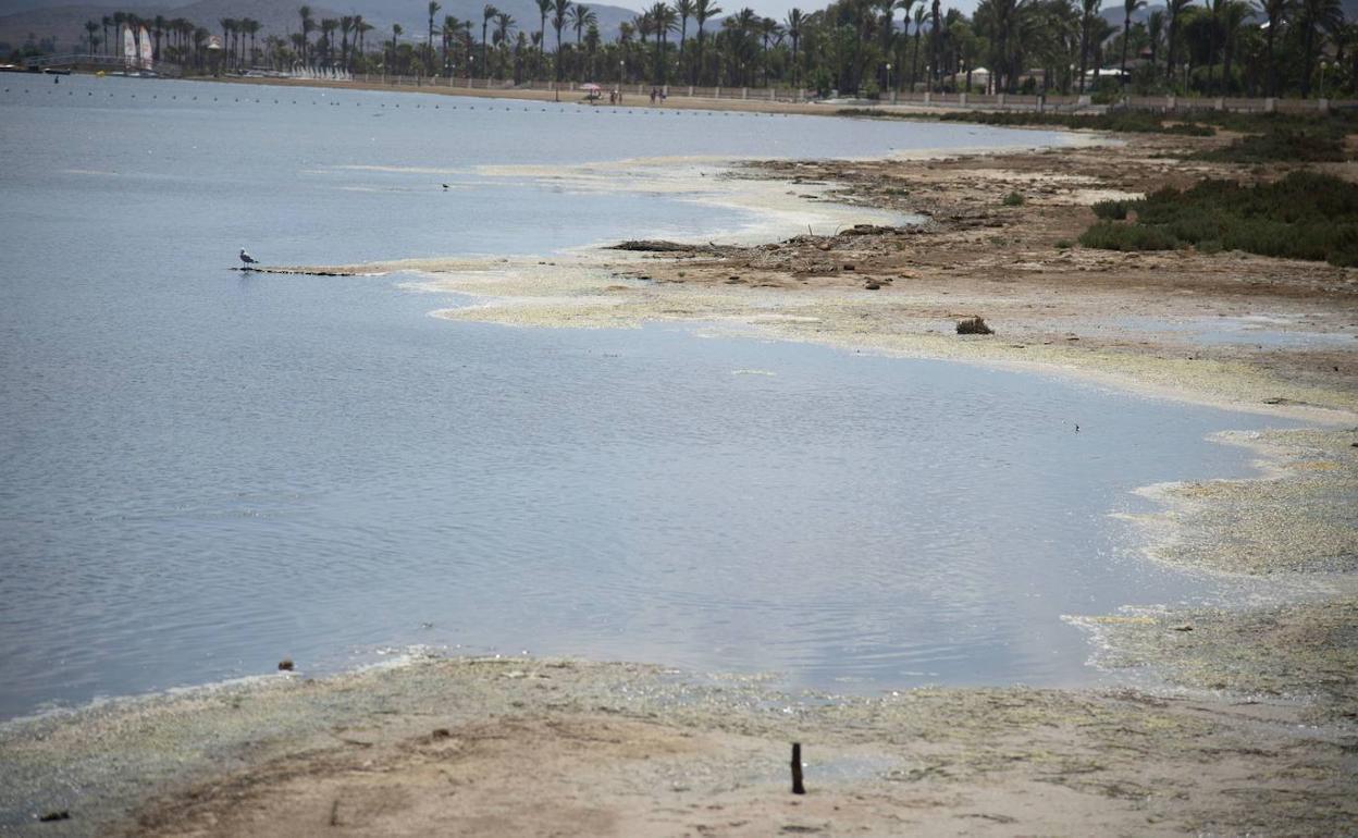 Aguas estancadas y algas en la orilla de la playa de Los Urrutias, en una imagen de la pasada semana.