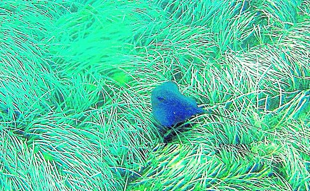 Mantarraya sobre la pradera de Posidonia de la Grosa.