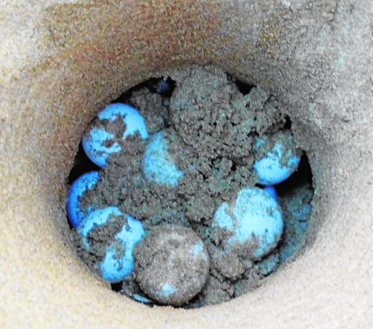 Huevos depositados por una tortuga boba en Calblanque en julio. 