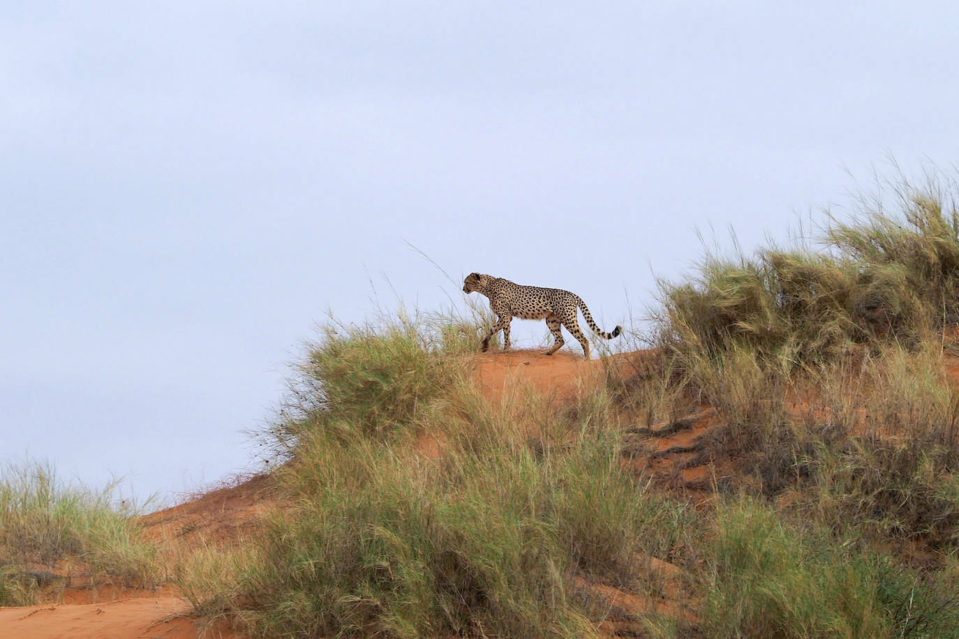 El fotógrafo Andoni Canela rastrea a jaguares, pumas, linces, leones, tigres, leopardos y guepardos en su proyecto multimedia 'Panteras'.
