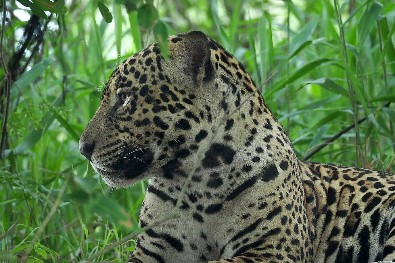El fotógrafo Andoni Canela rastrea a jaguares, pumas, linces, leones, tigres, leopardos y guepardos en su proyecto multimedia 'Panteras'.