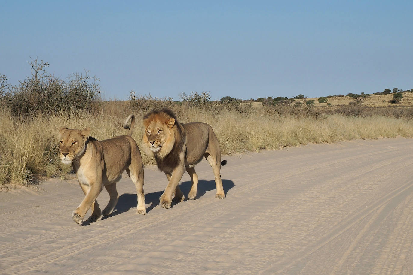 El fotógrafo Andoni Canela rastrea a jaguares, pumas, linces, leones, tigres, leopardos y guepardos en su proyecto multimedia 'Panteras'.