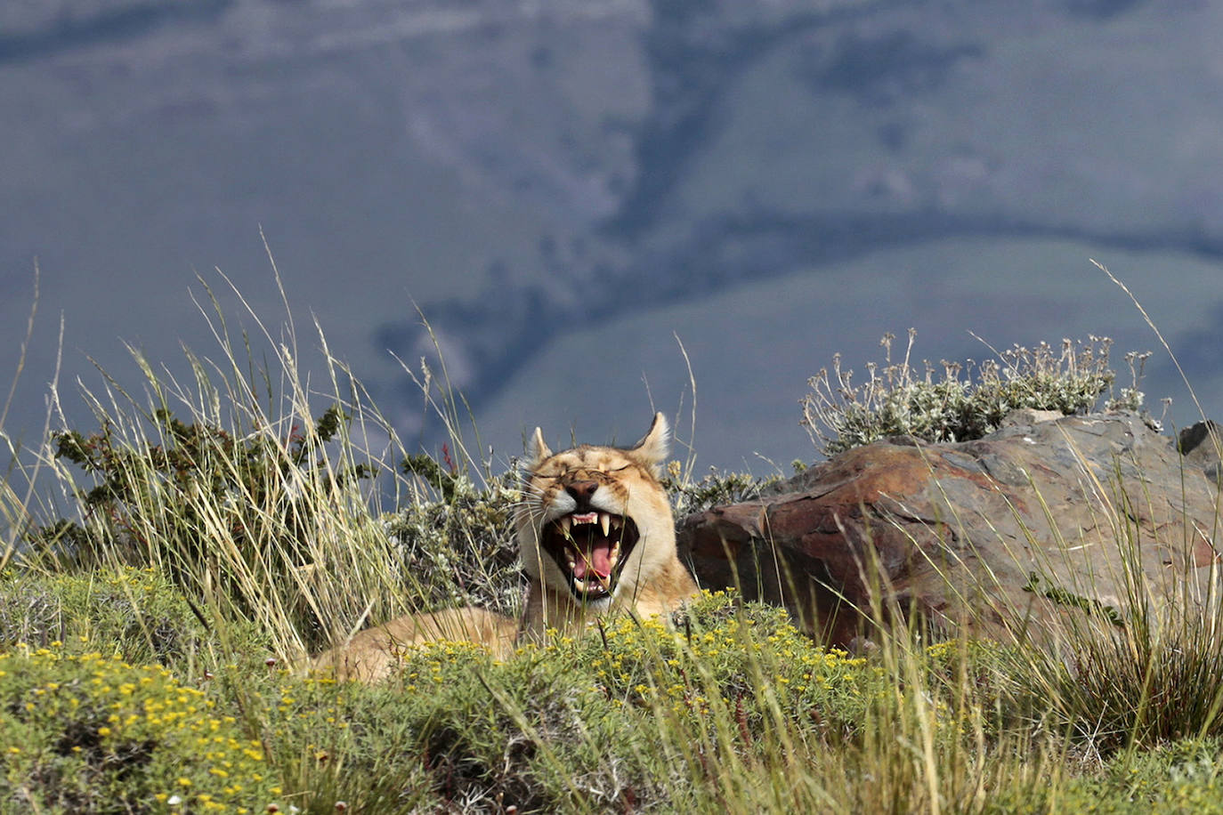 El fotógrafo Andoni Canela rastrea a jaguares, pumas, linces, leones, tigres, leopardos y guepardos en su proyecto multimedia 'Panteras'.