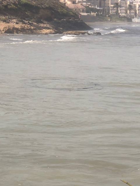 Salud advierte del riesgo de consumir estos animales, procedentes de un vivero situado en el Mediterráneo.