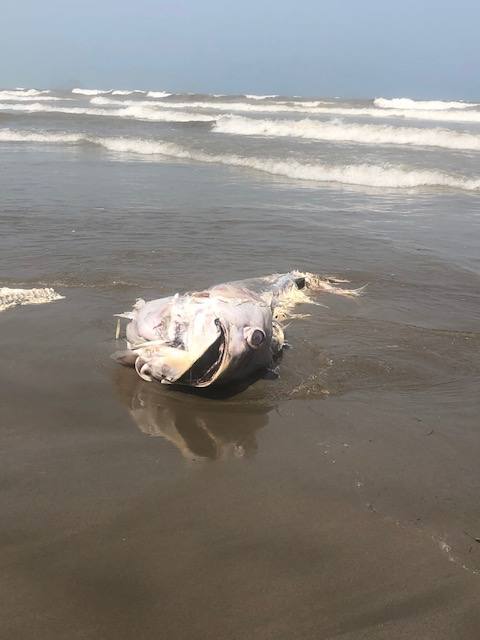 Salud advierte del riesgo de consumir estos animales, procedentes de un vivero situado en el Mediterráneo.