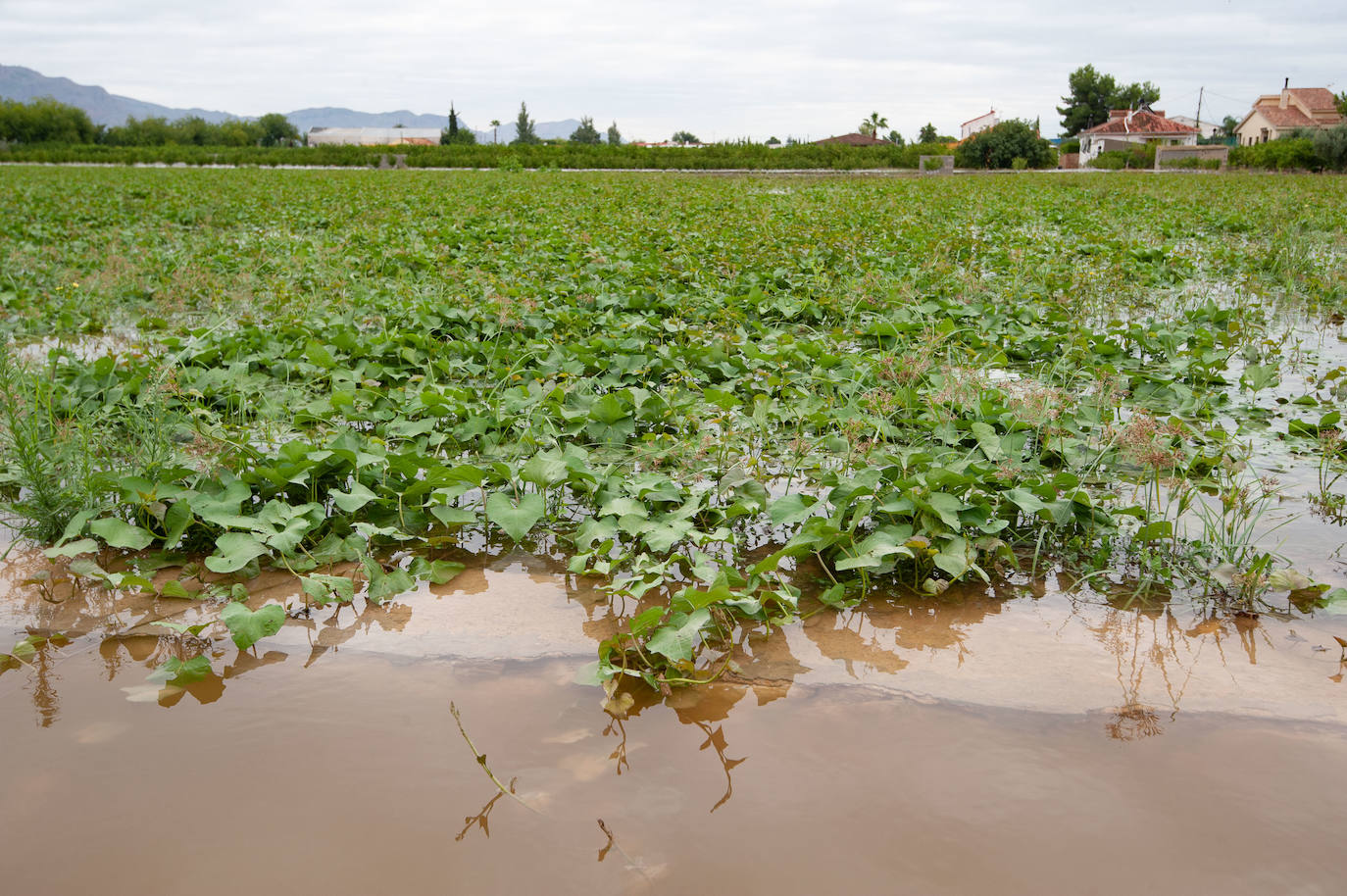 Recorrido por las localidades de Alquerías, Beniel y Llano de Brujas, donde el temporal causó cuantiosos destrozos