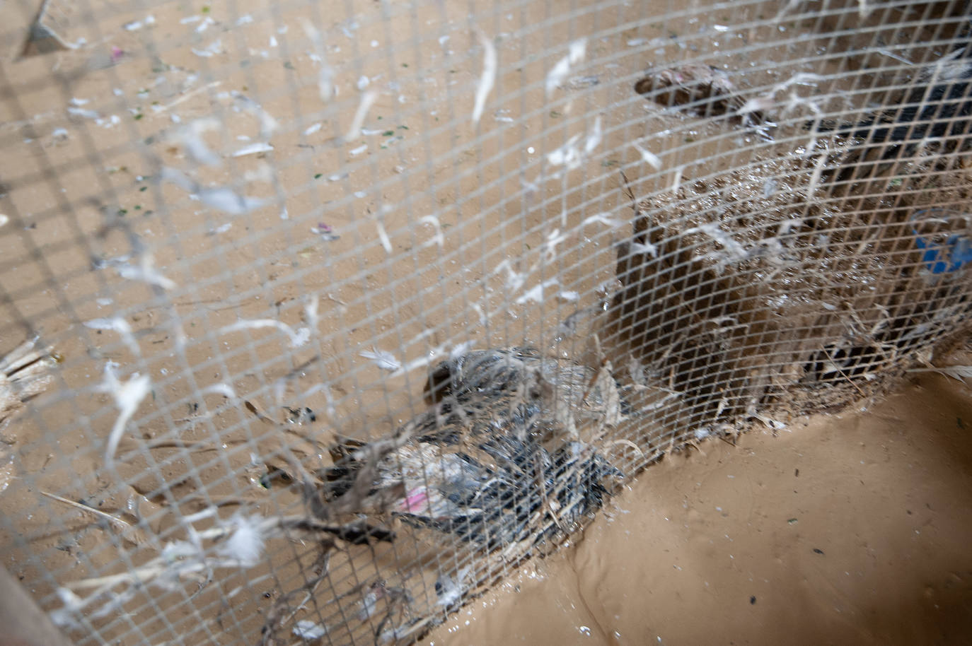 Recorrido por las localidades de Alquerías, Beniel y Llano de Brujas, donde el temporal causó cuantiosos destrozos