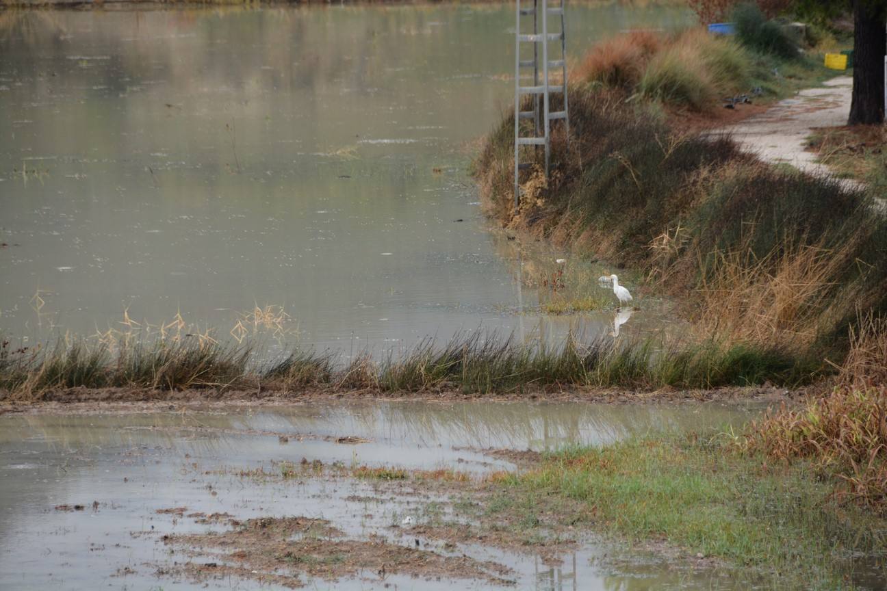 El Ayuntamiento de Cieza ha aprobado solicitar al Consejo de Ministros la declaración de su término Municipal así como del resto de municipios de la Región afectados, como zona afectada gravemente por una emergencia de protección civil.