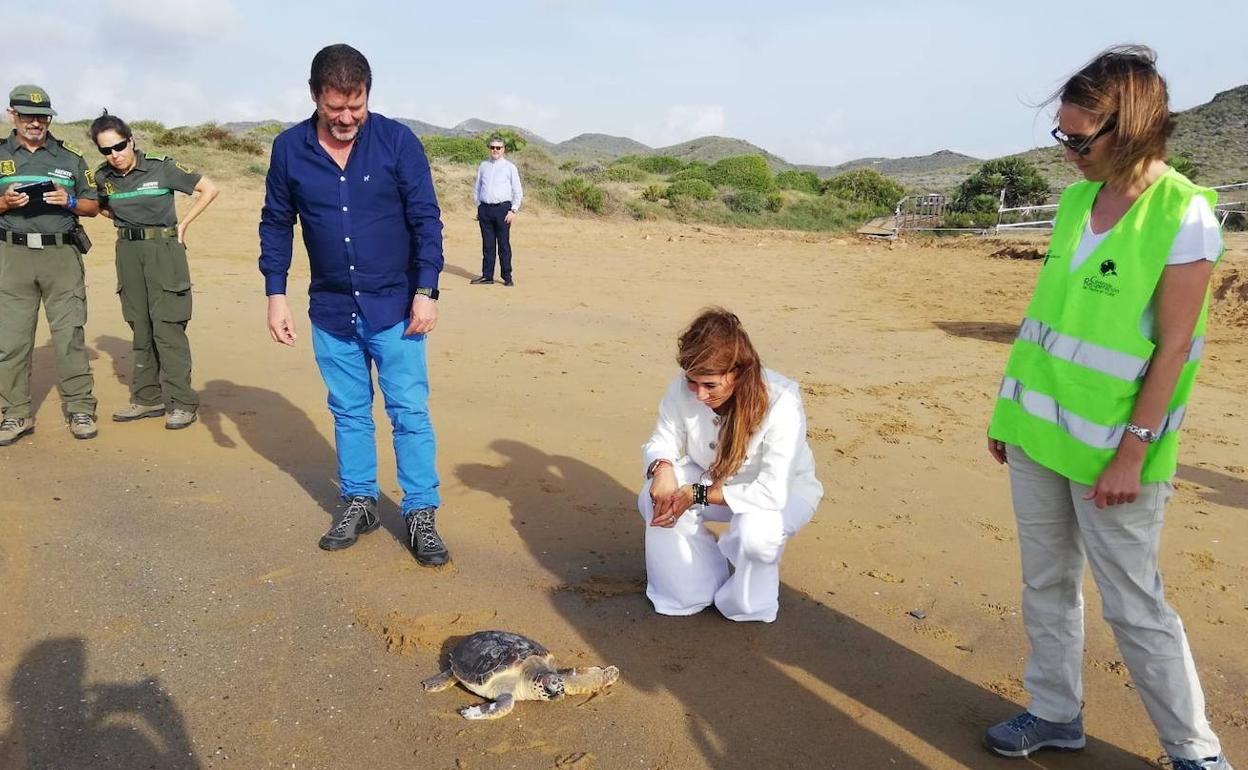 Momento de la liberación de una de las tortugas para su reintegración en el medio, este viernes.