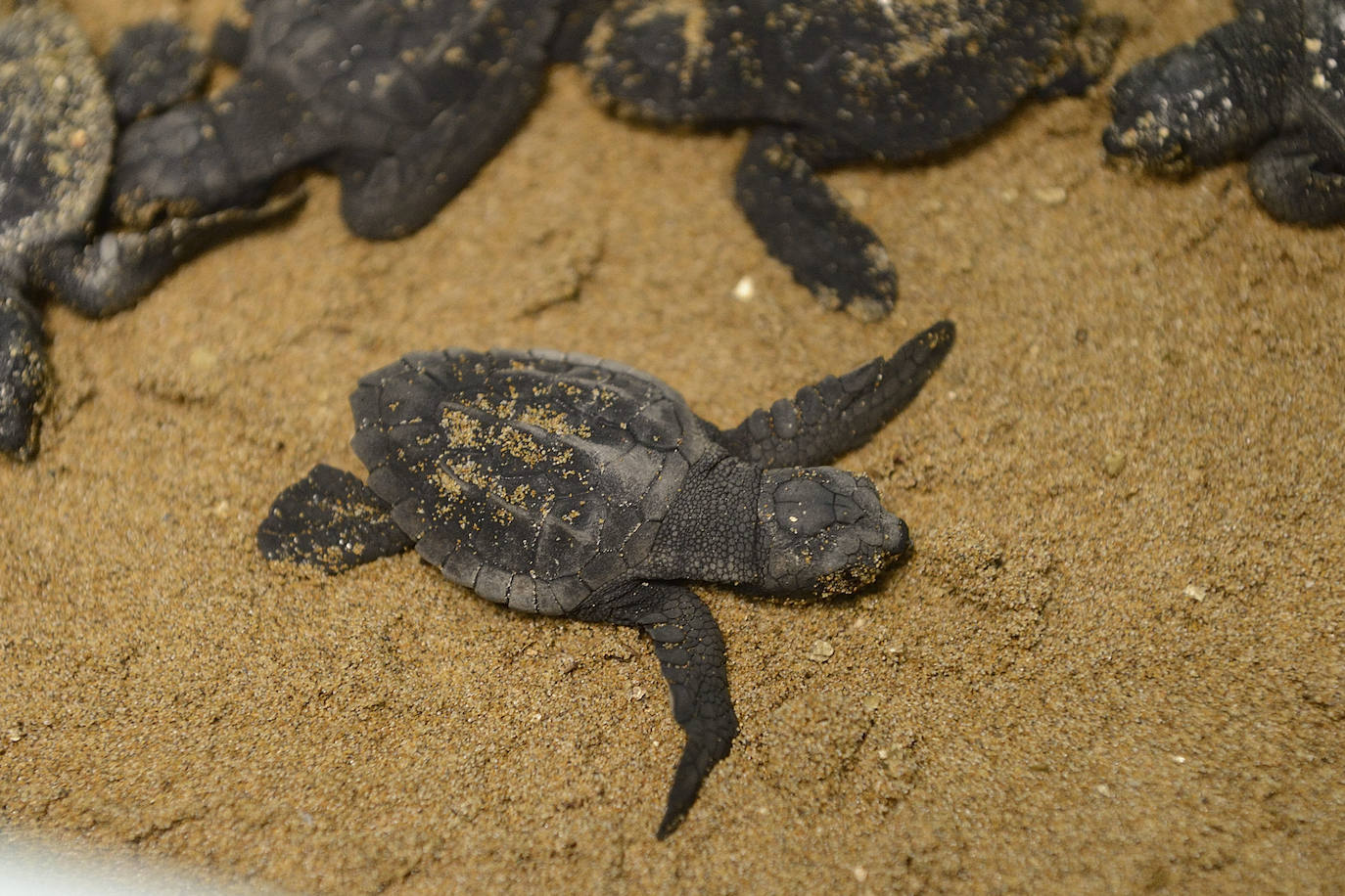 El Centro de Recuperación de la Fauna Silvestre El Valle custodia con mimo las tortugas bobas nacidas de la histórica nidada de Calblanque