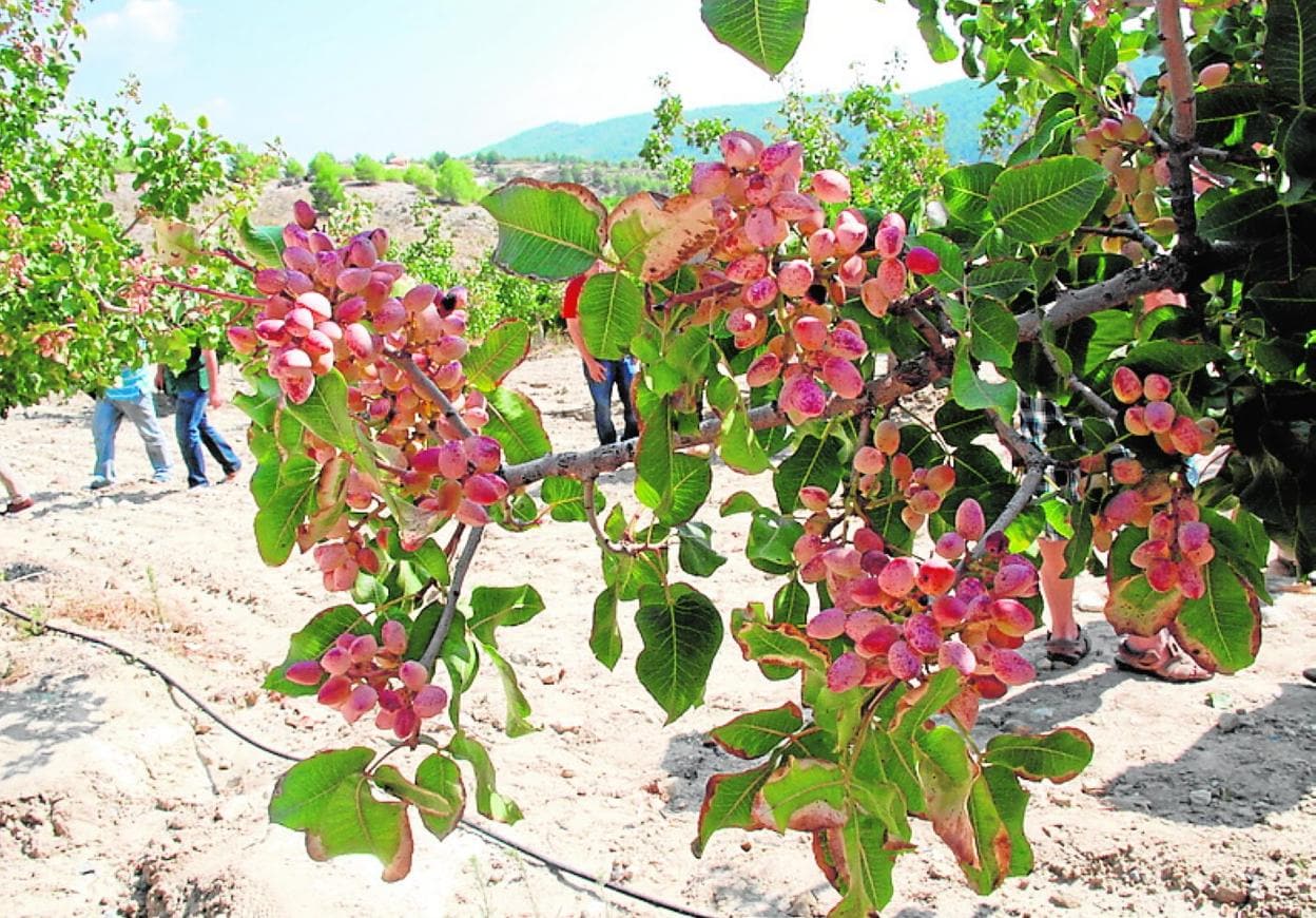 El cultivo del pistacho en el Noroeste avala su rentabilidad tras cinco  años de ensayos | La Verdad