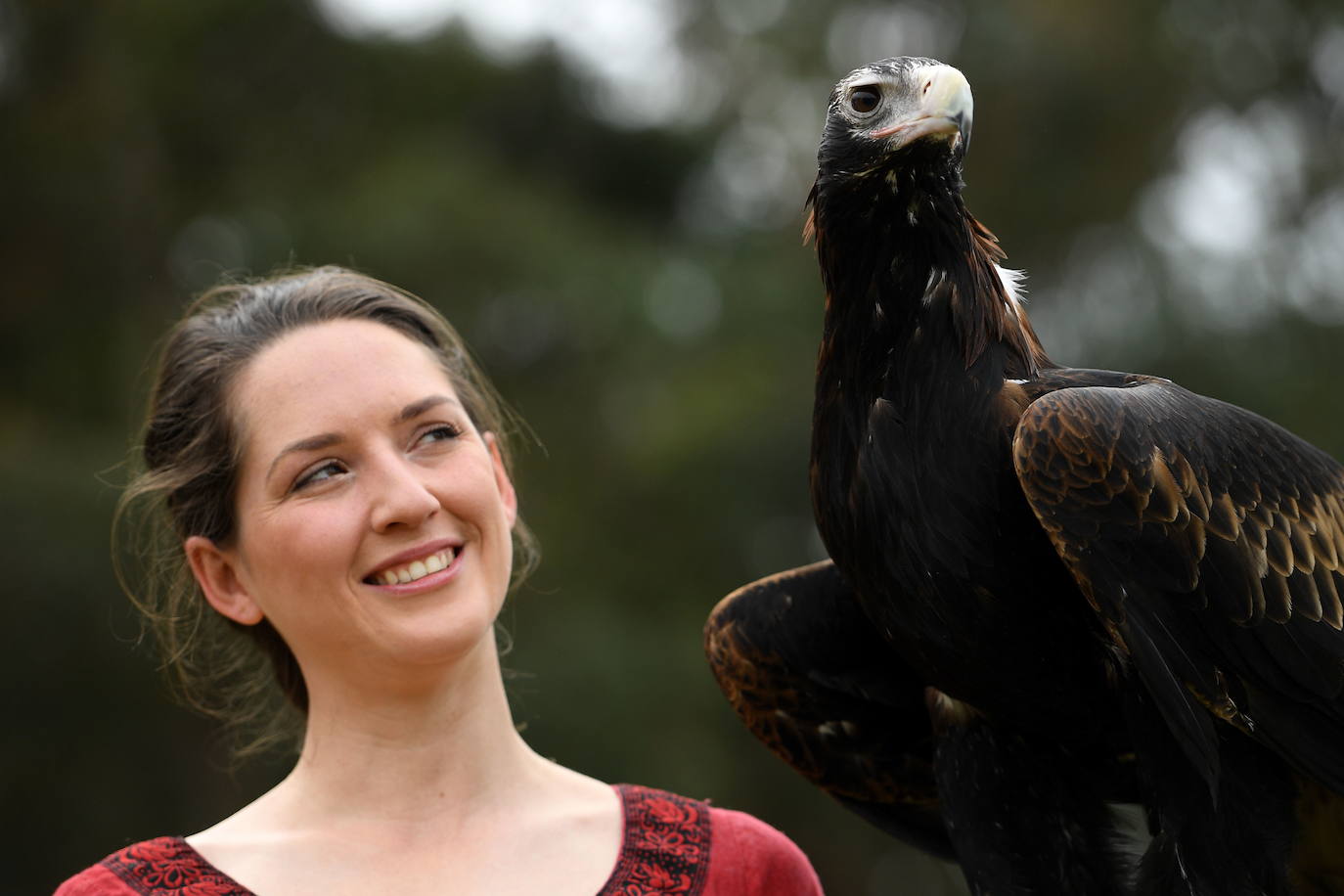 Varios caballeros compiten en la tradicional Feria Medieval de St Ives en Sídney, Australia.