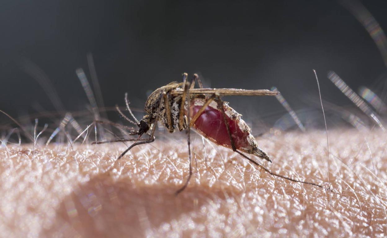 Recomiendan revisar las viviendas para evitar la proliferación de mosquitos tras el paso de la DANA