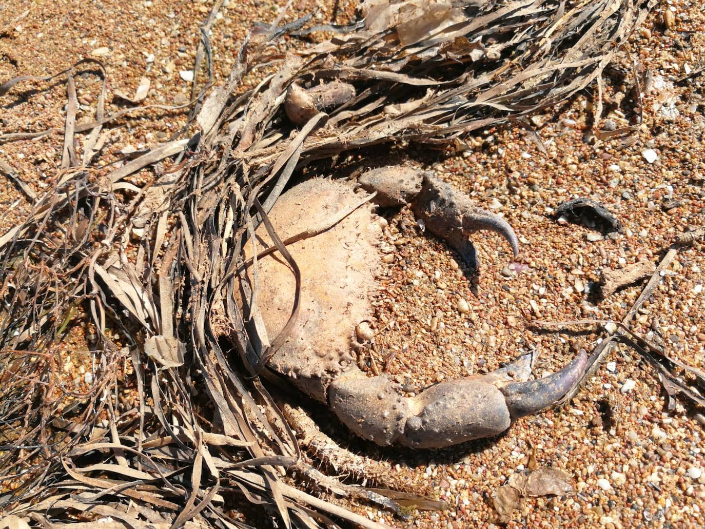 Medio Ambiente activa un protocolo para notificar la mortandad de caballitos u otras especies.