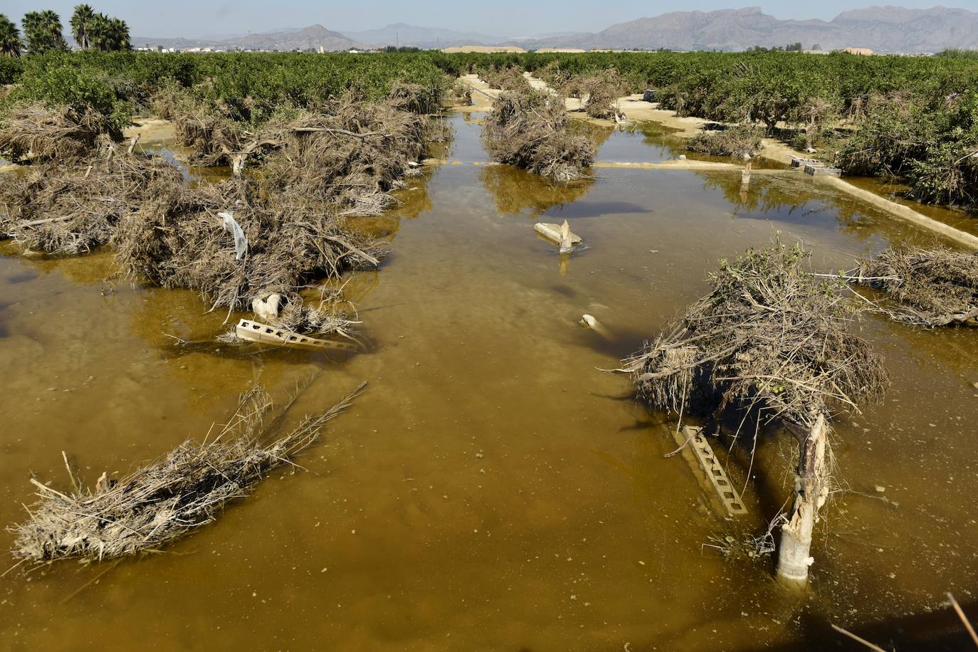 Según José Ballesta, «El Raal, Alquerías y Zeneta, así como el entorno del Segura y el Reguerón, están siendo las principales zonas de actuación»