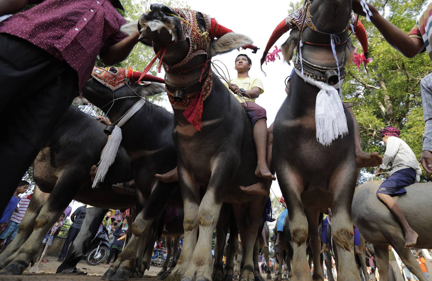 Varias personas participan en peleas y en carreras de búfalos y caballos organizadas con motivo de la culminación de la festividad de «Pchum Ben» o día de los ancestros, en la población de Sithor, Camboya.