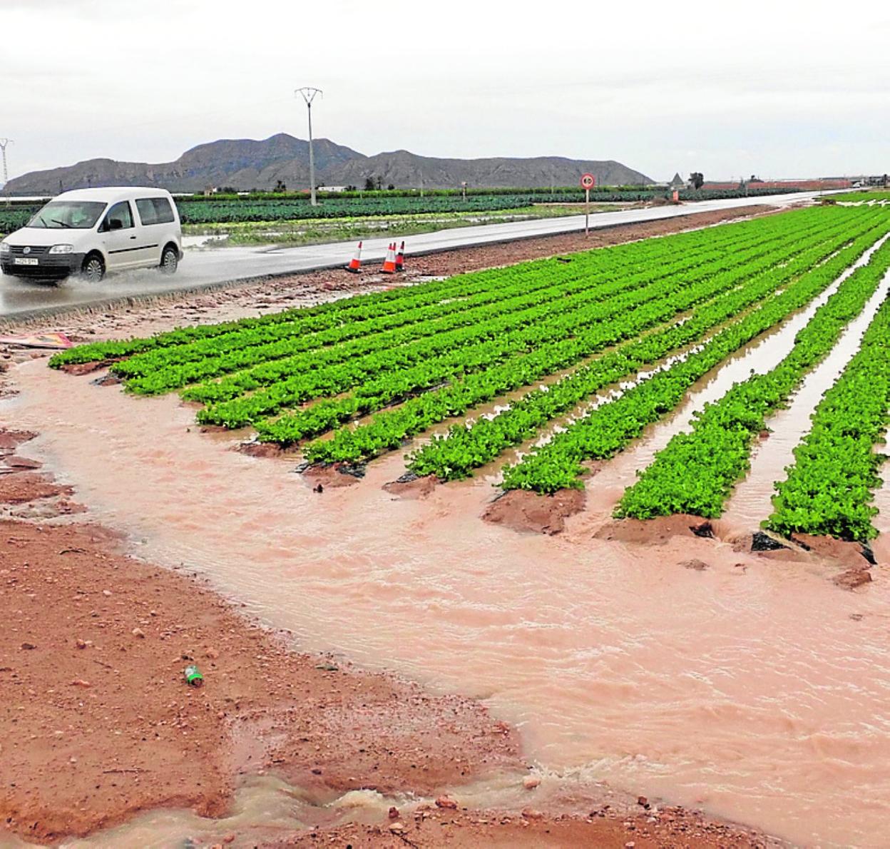 Cultivos de Torre Pacheco anegados por la gota fría. 