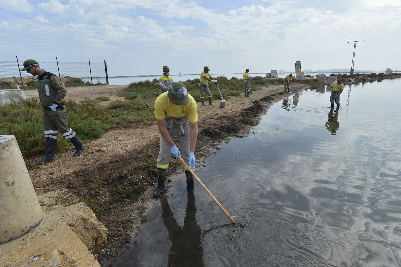 Siguen retirando peces muertos en San Pedro