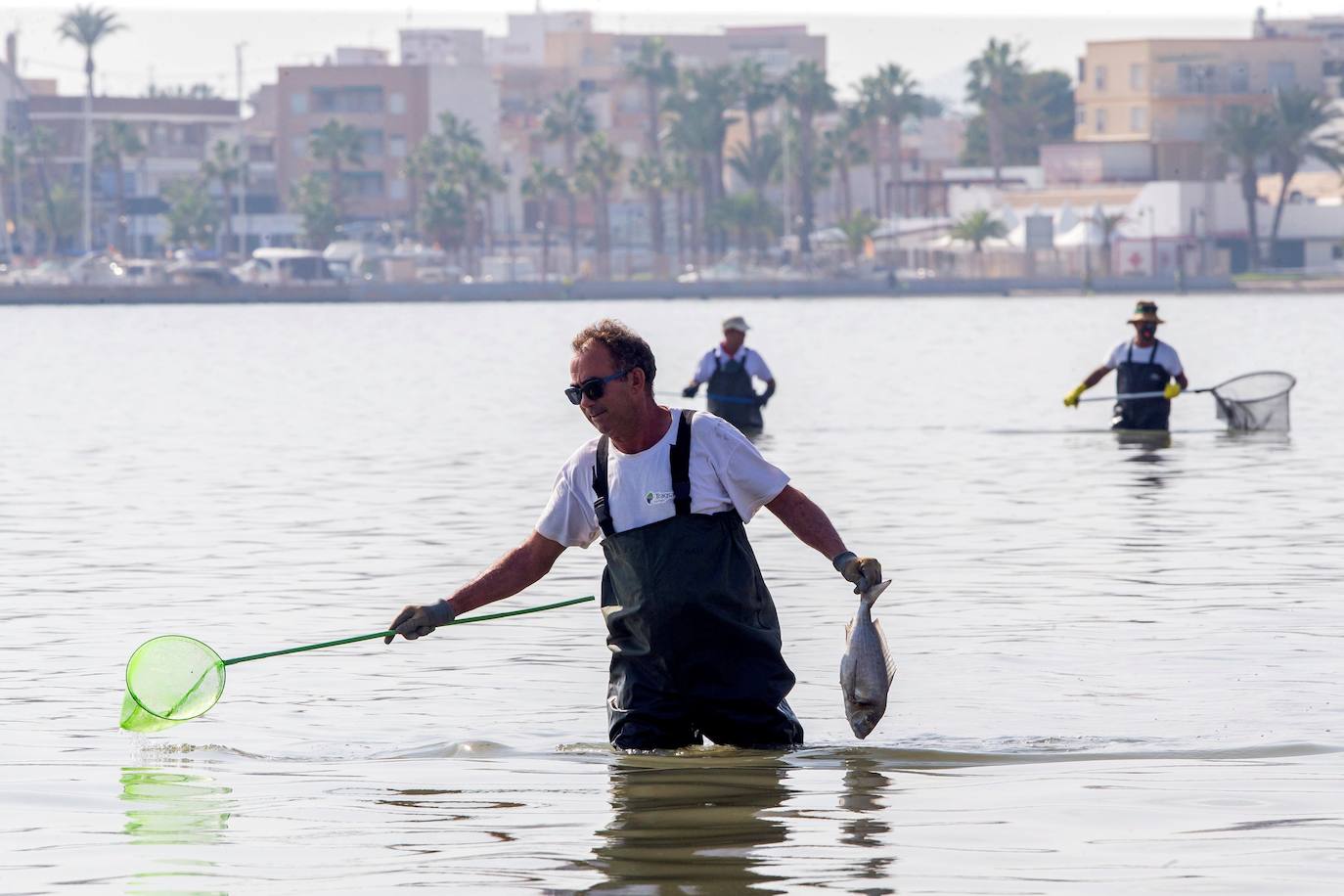 Siguen retirando peces muertos en San Pedro