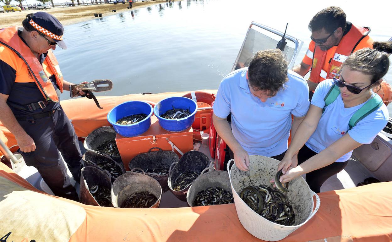Anguilas rescatadas en el Mar Menor tras la crisis de peces muertos.