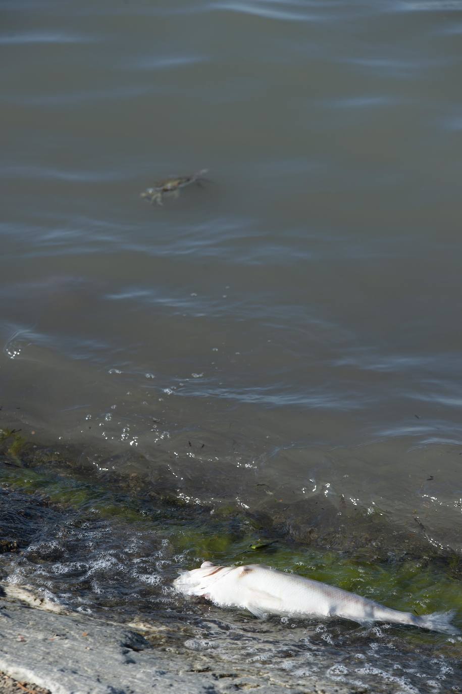 El portavoz del PP en la Asamblea Regional, Joaquín Segado, que consideró «injusto» responsabilizar al Gobierno regional de esta situación ya que son muchas las instituciones, dijo, que no han cumplido «estrictamente con su obligación»