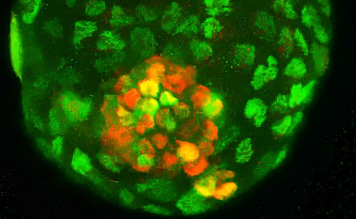 Imagen del 'blastoide' con células de ratón obtenido por el equipo de Izpisua Belmonte.