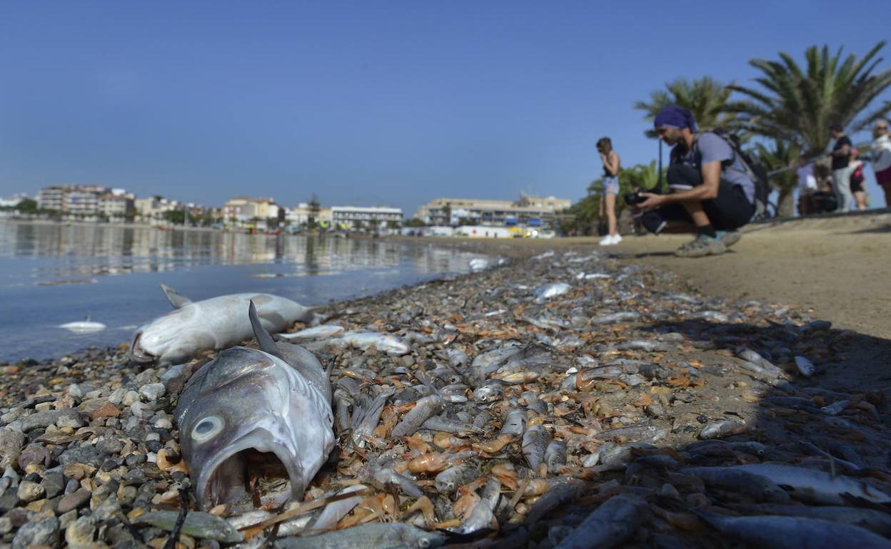 Centenares de peces muertos en la orilla de la playa de Villananitos, en San Pedro.