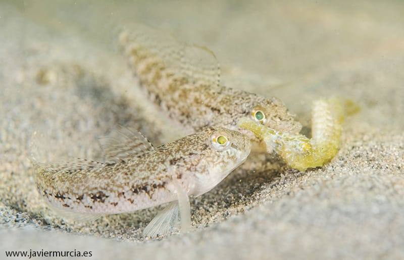 Miles de peces que han sobrevivido al episodio de anoxia se apiñan en arenales del norte de la laguna,donde compiten entre ellos sin apenas espacio ni alimento