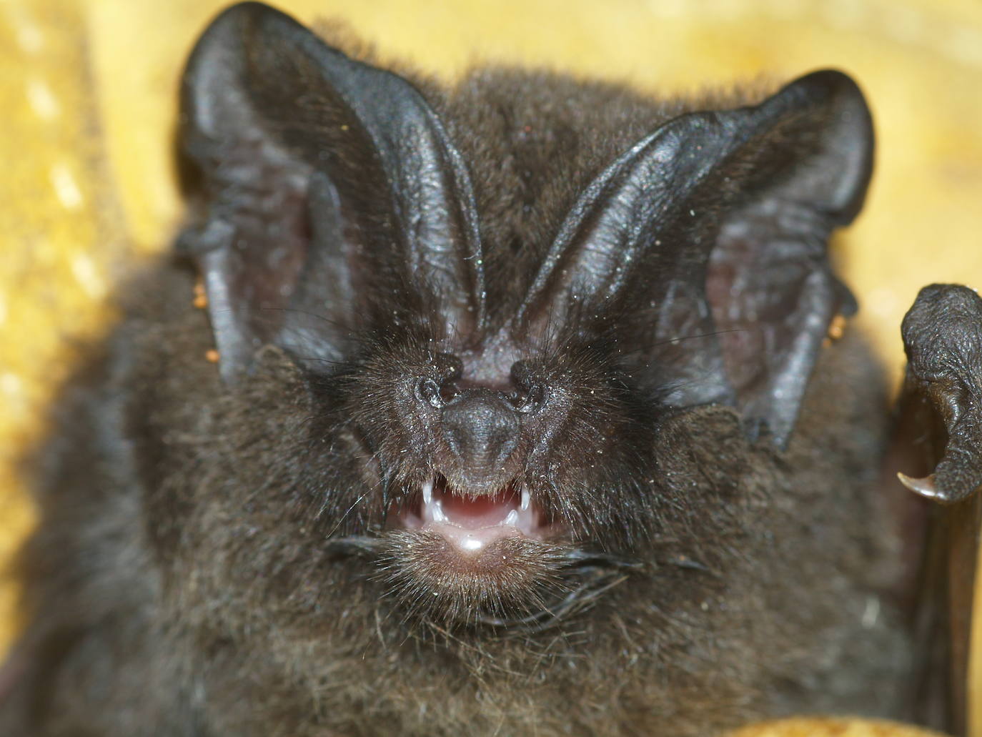 Un estudio revela la importancia de esta comarca para la conservación de los quirópteros forestales.