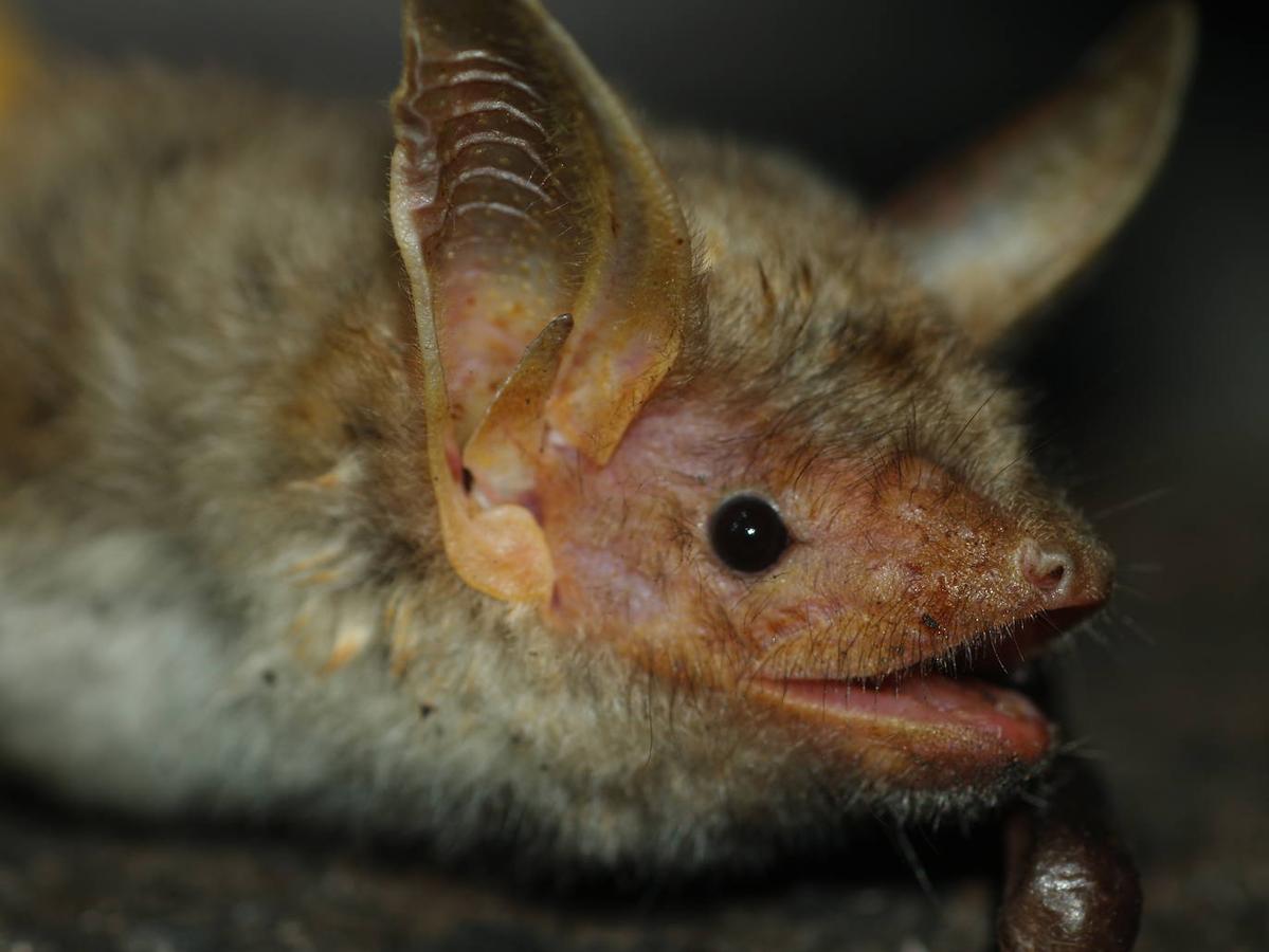 Un estudio revela la importancia de esta comarca para la conservación de los quirópteros forestales.