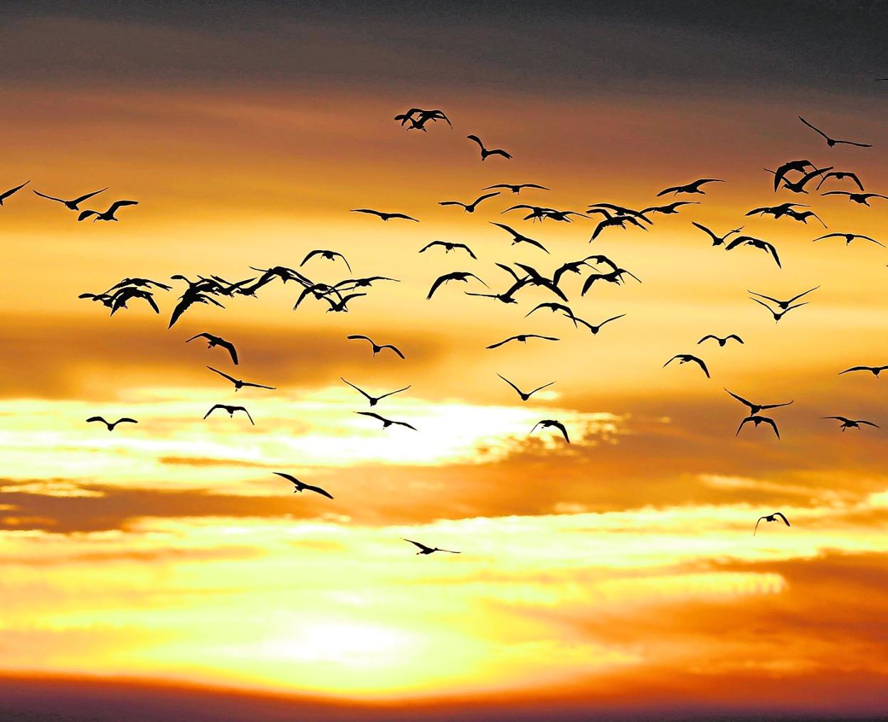 Aves migratorias en pleno vuelo. 